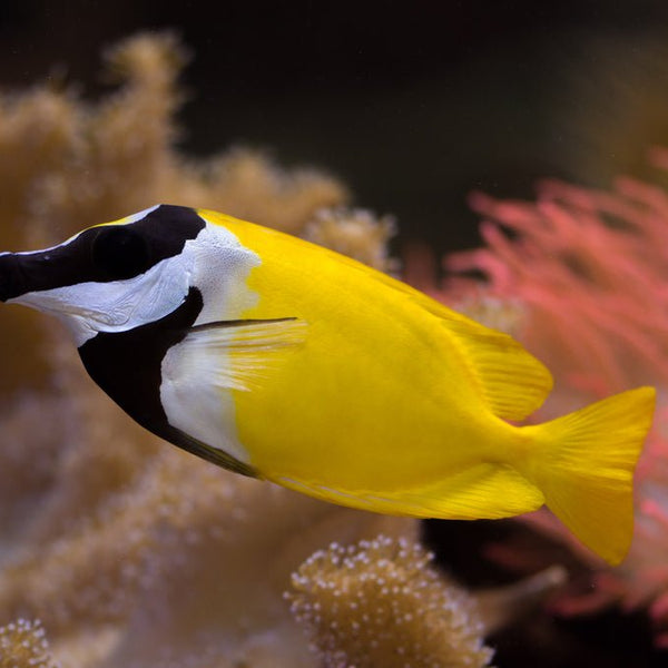 Foxface Rabbitfish Front Foxface Rabbitfish