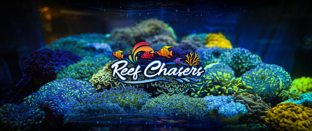 Frag Racks, Plugs, and Kits - Reef Chasers