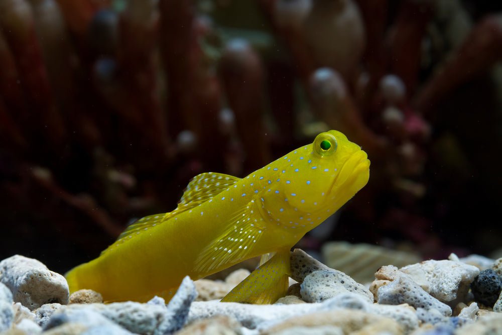Goby Fish - Reef Chasers
