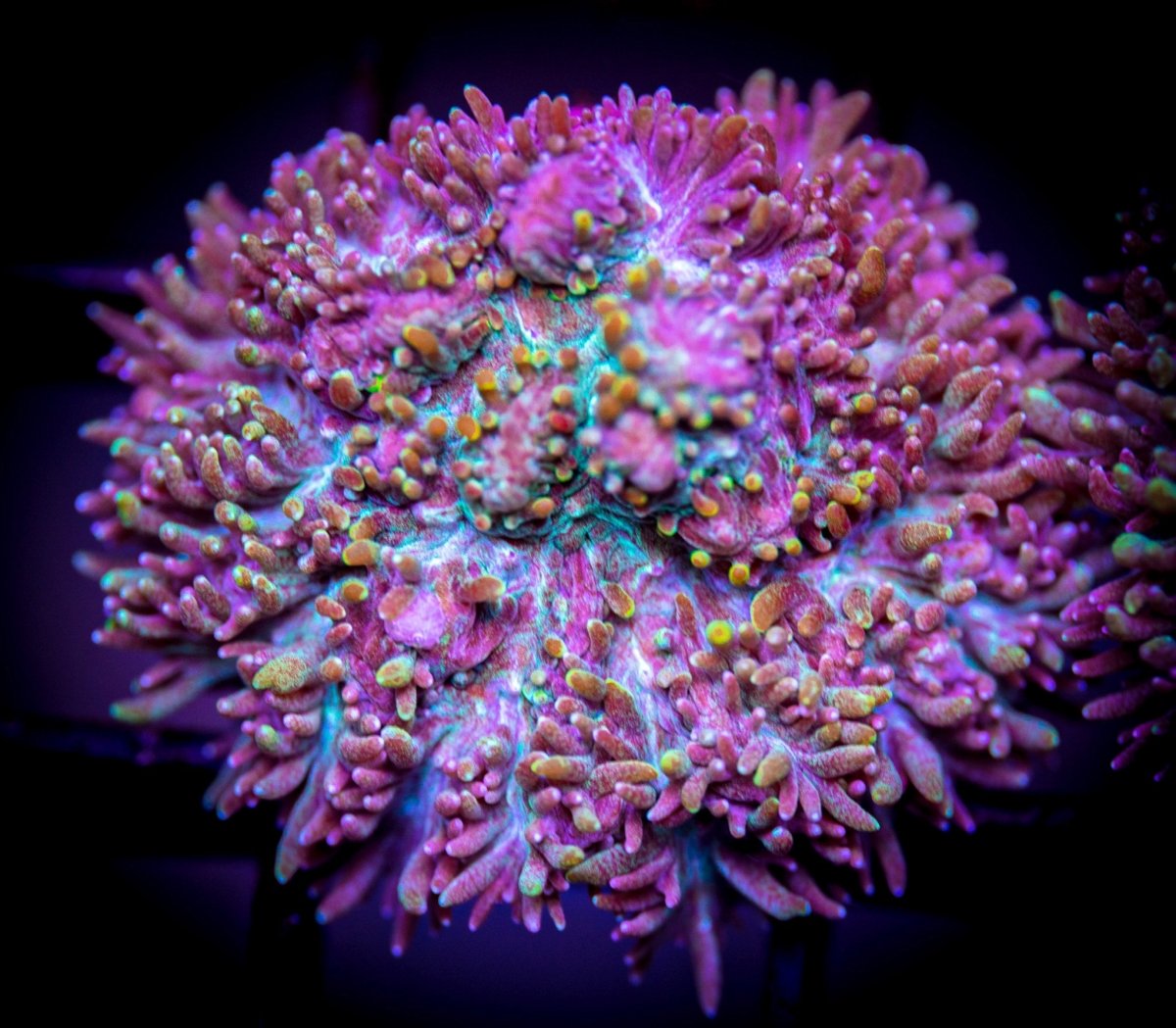 Hydnophora - Reef Chasers