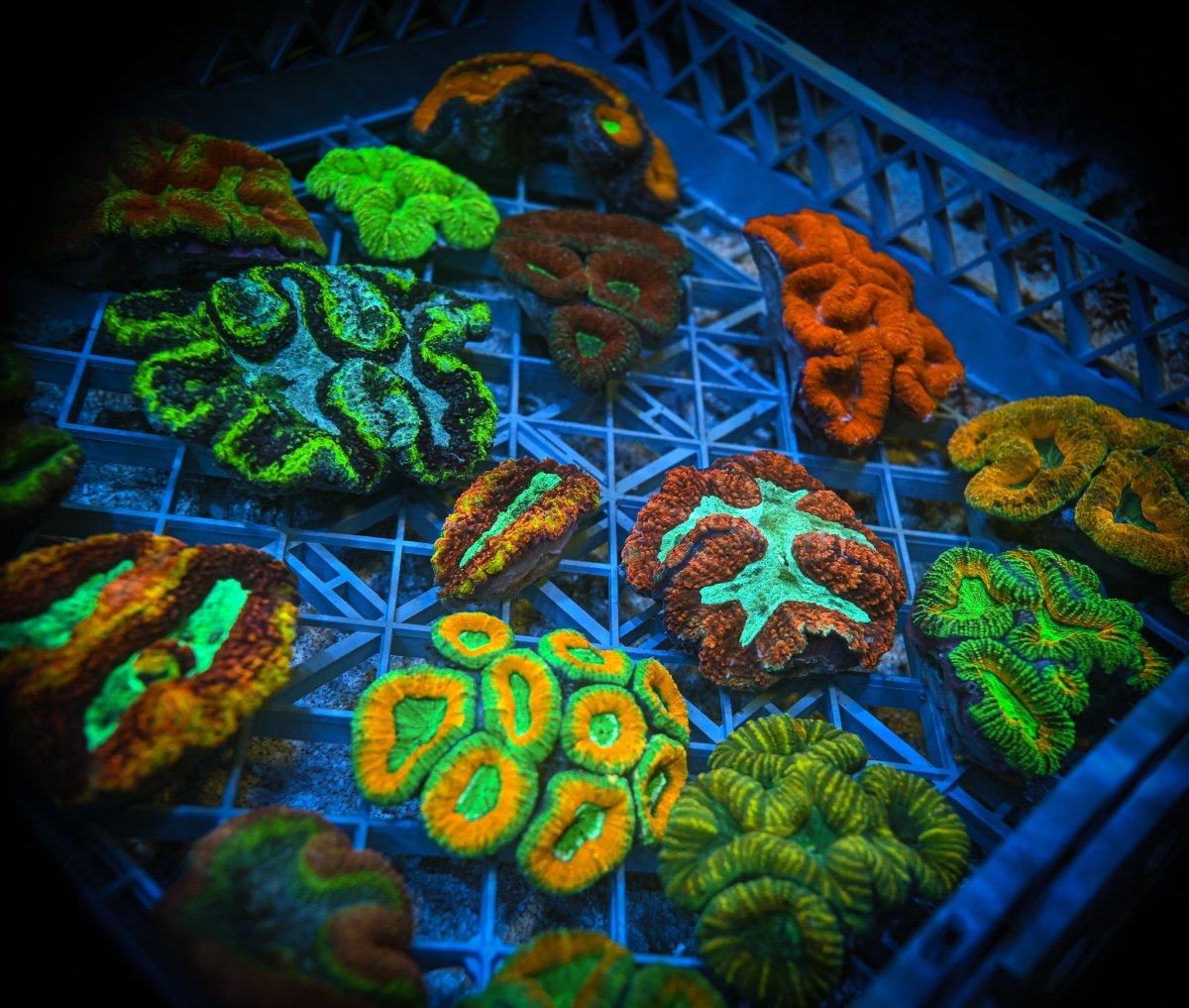LOBOPHYLLIA - Reef Chasers