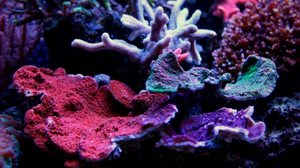 MONTIPORA - Reef Chasers