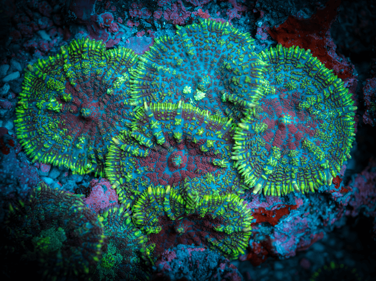 Mushroom Corals - Reef Chasers