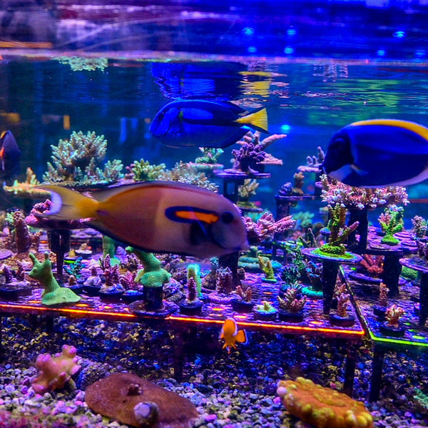 Reef Chasers | Buy Corals Online | Shop New Coral Arrivals