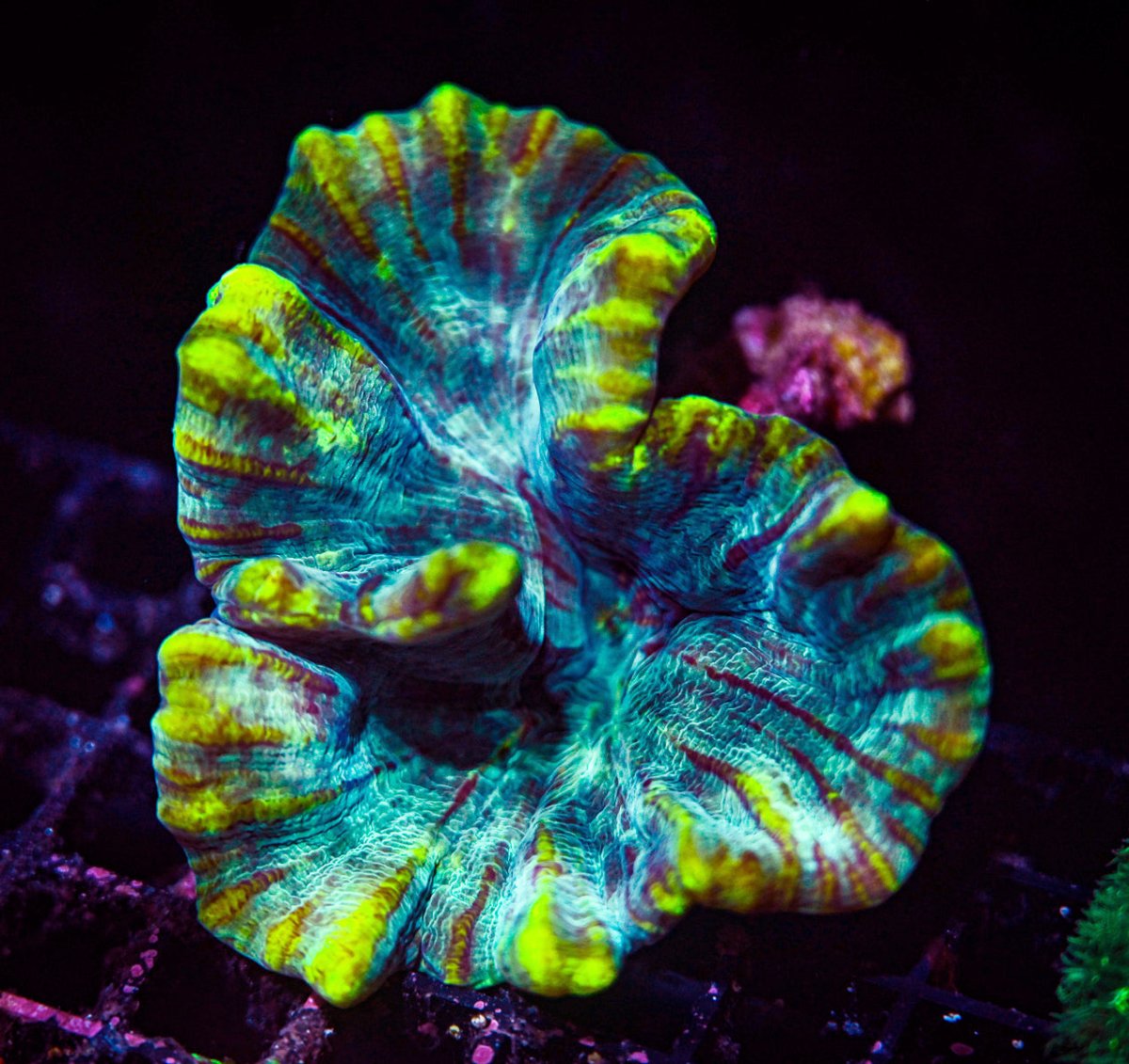 PECTINIA - Reef Chasers
