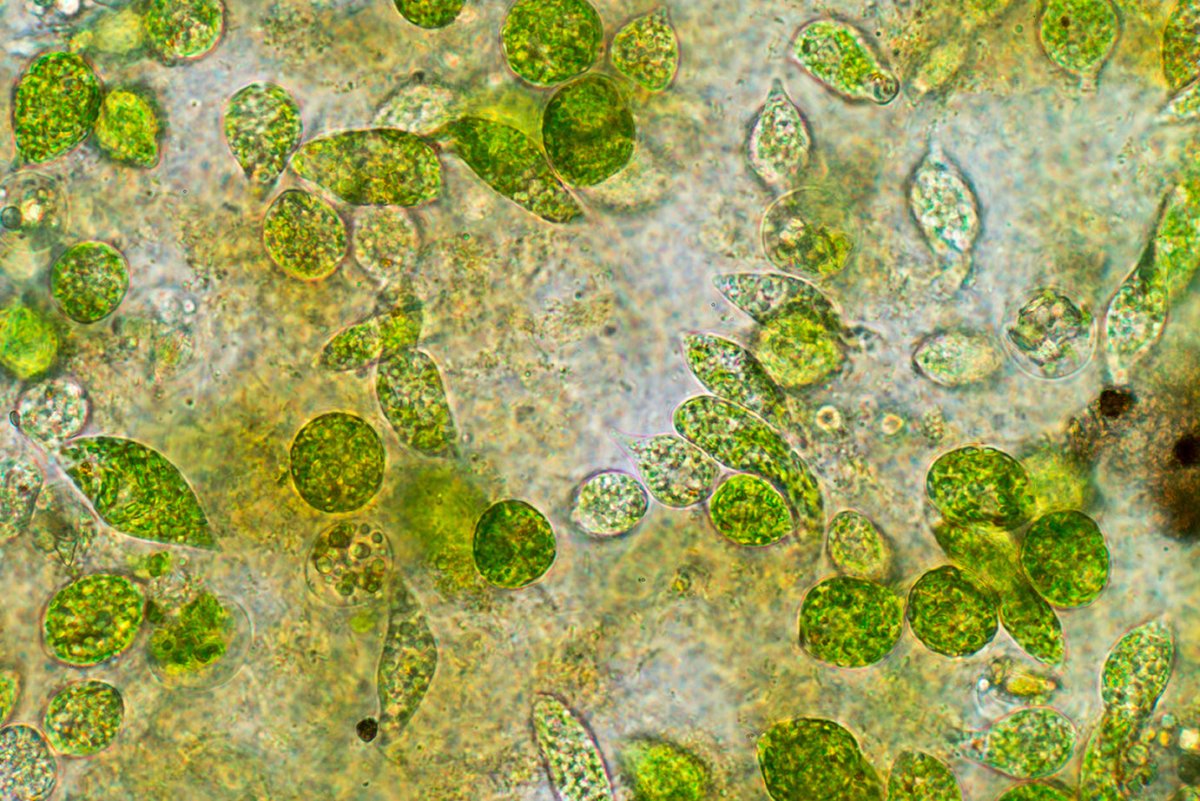 Phytobloom™ Reef Plankton - Reef Chasers