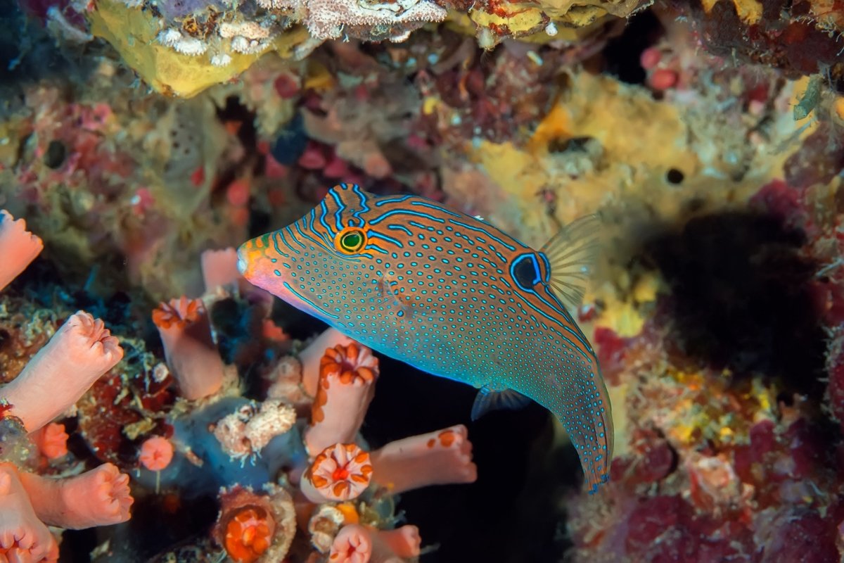 Pufferfish - Reef Chasers