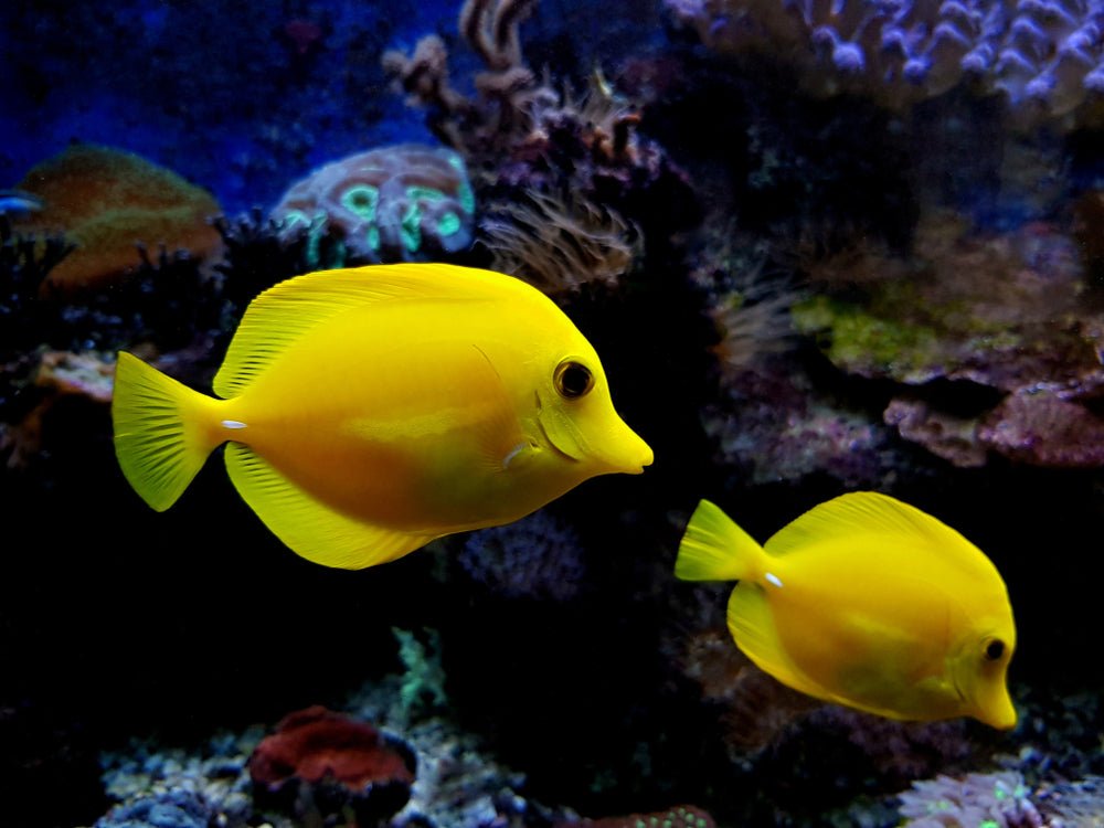 Saltwater Tropical Fish LiveAquaria® Premium Marine Fish Pack