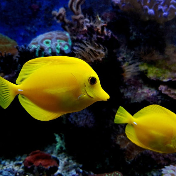 Yelo Fish Yellow Saltwater Fish How To Introduce Fish Into An Aquarium