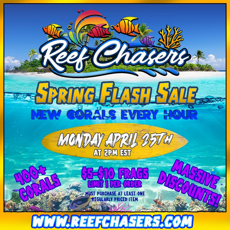 Spring Flash Sale - Reef Chasers