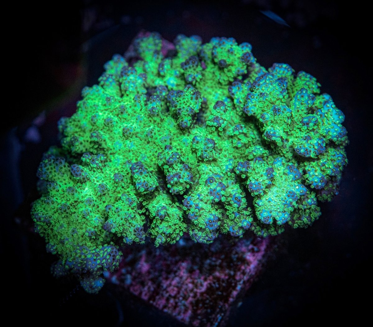 STYLOPHORA / POCILLOPORA - Reef Chasers