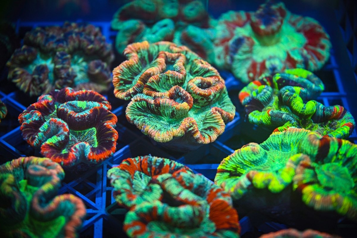 Trachyphyllia - Reef Chasers
