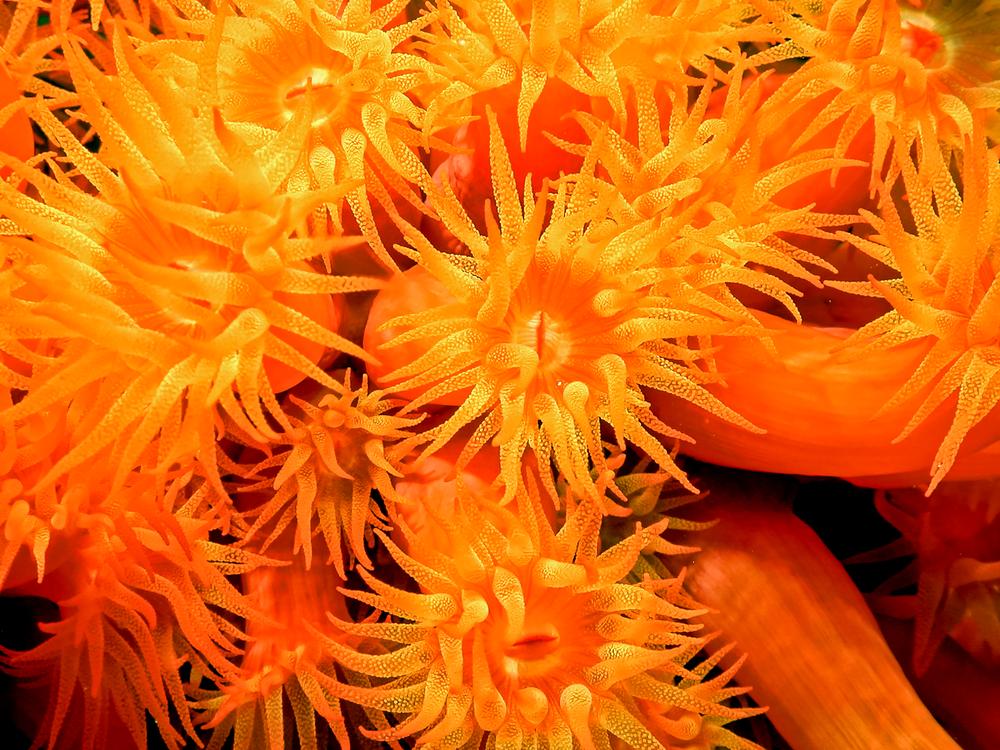 Tubastraea (Sun Corals) - Reef Chasers