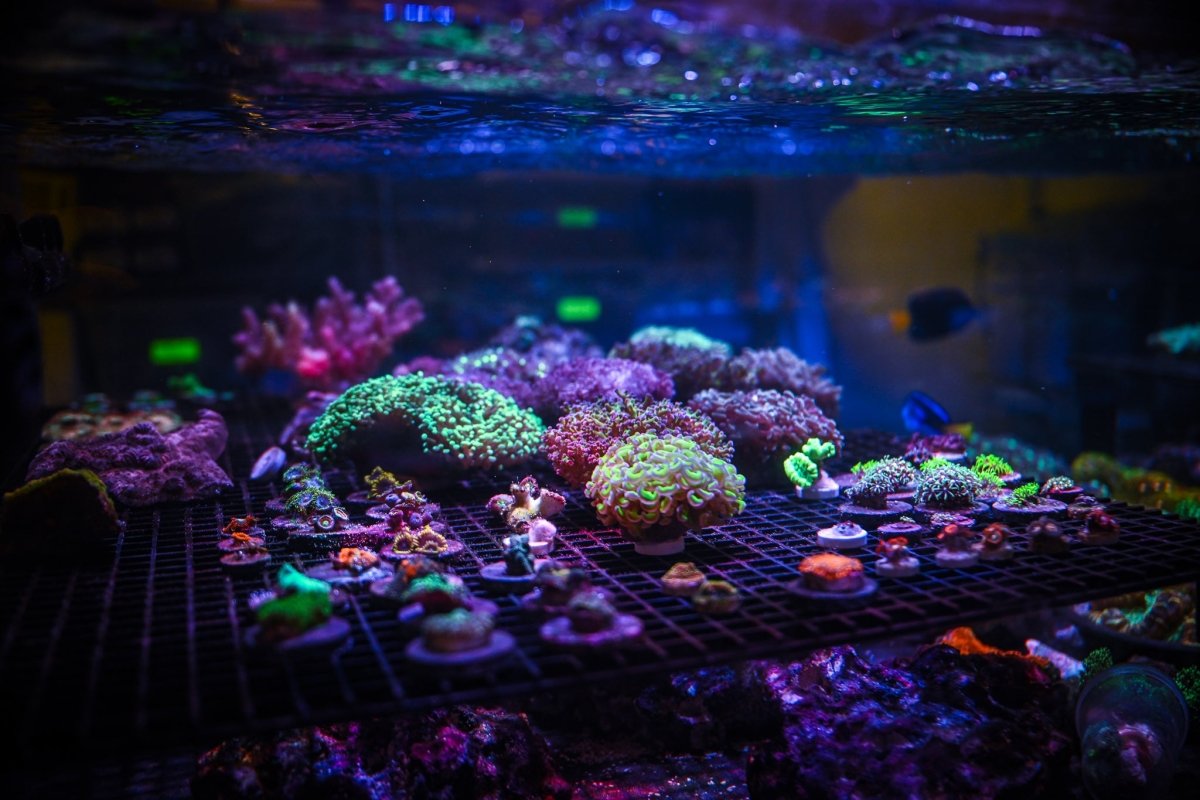 Welcome to Reef Chasers - Reef Chasers