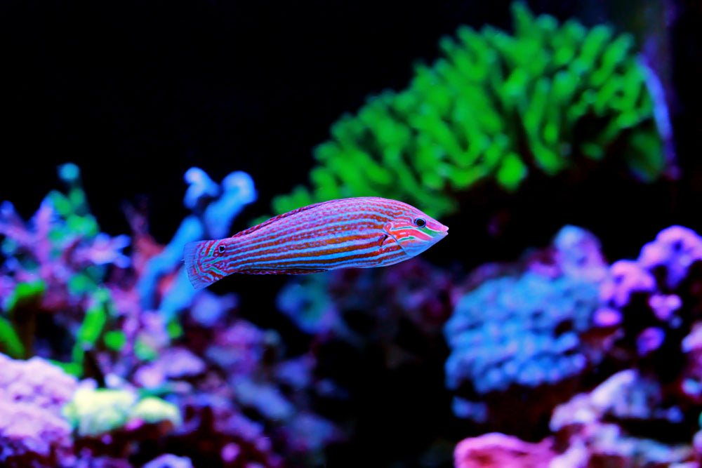 Wrasse Fish - Reef Chasers