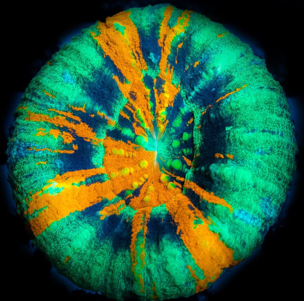 Reef Chasers | Buy Corals Online | Browse WYSIWYG Coral Colonies – Page 6
