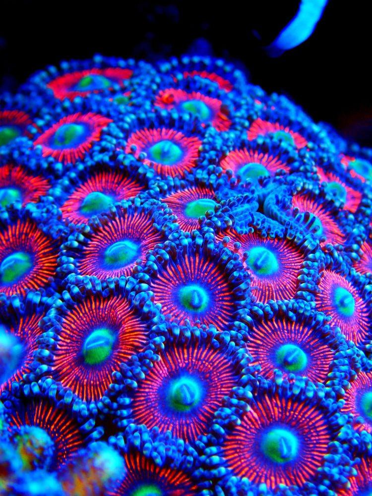 Zoanthid Palythoa