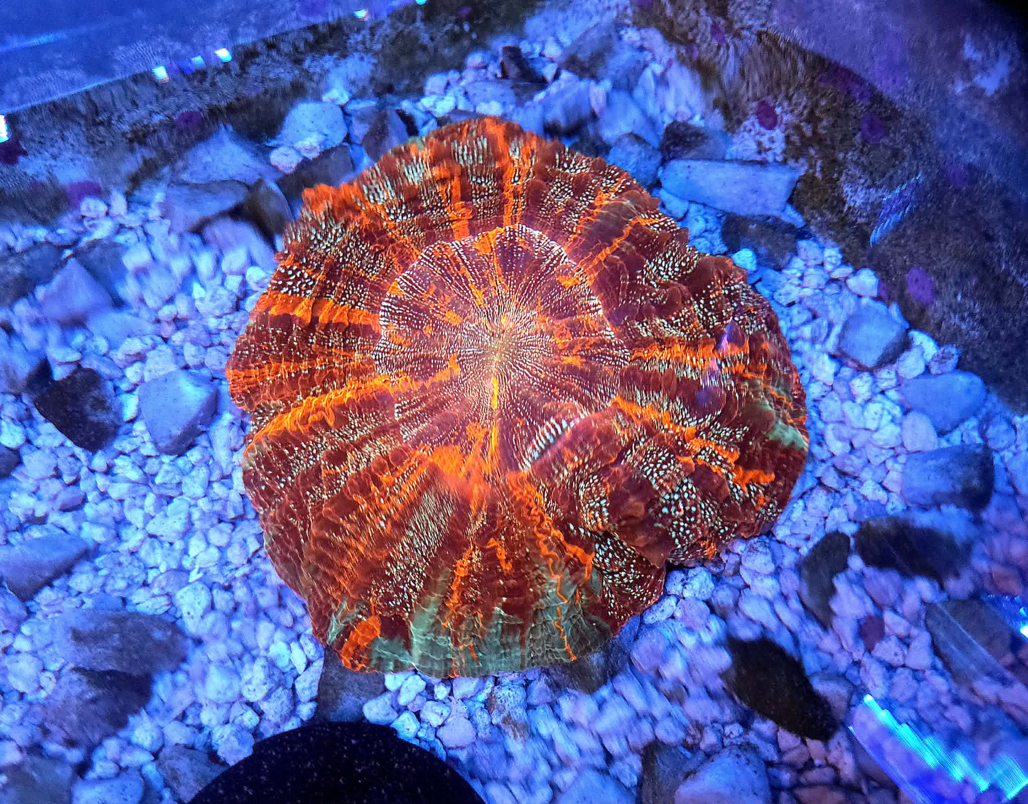 XL *RARE* *UNIQUE* Master Acantho