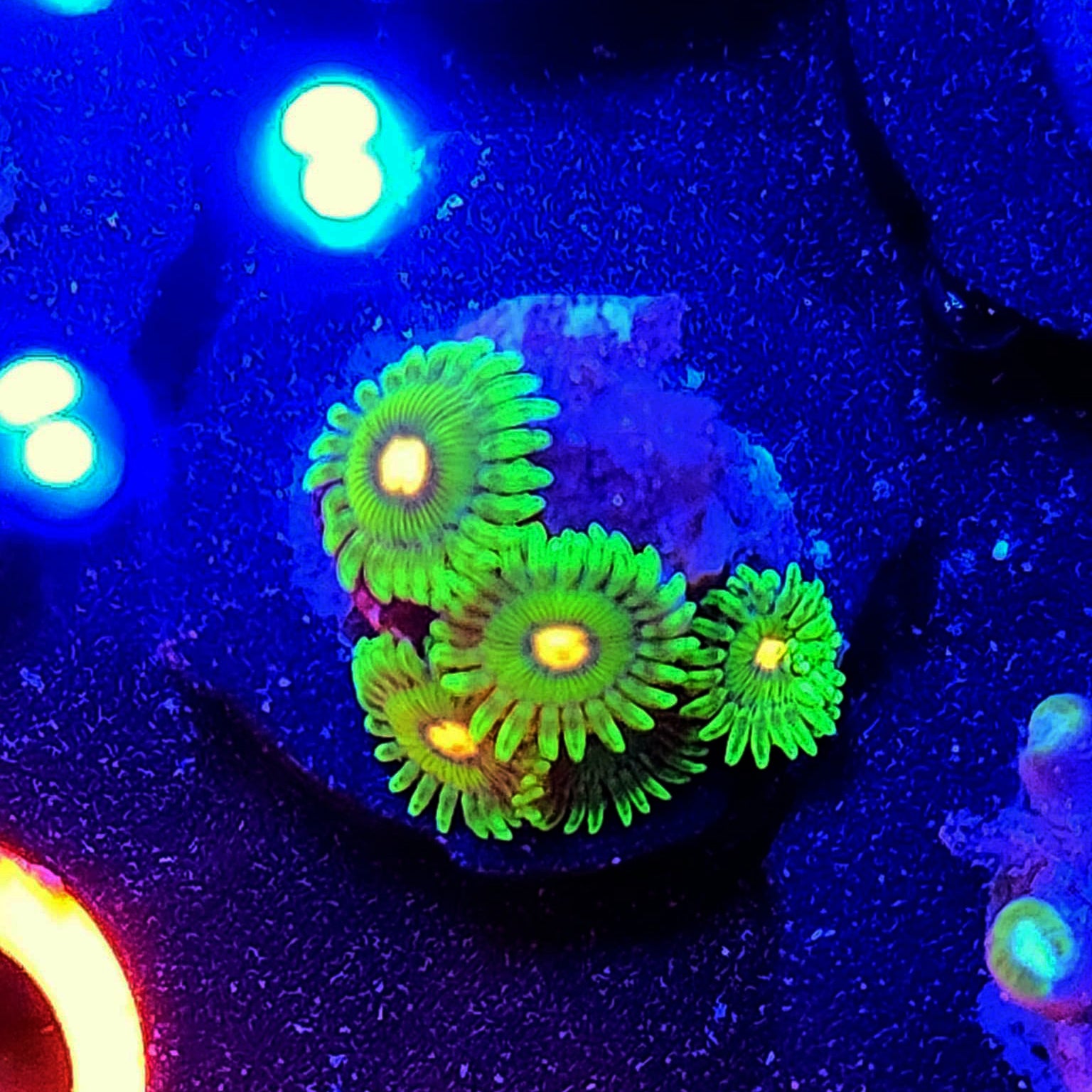 RC Miami Hurricane Zoa