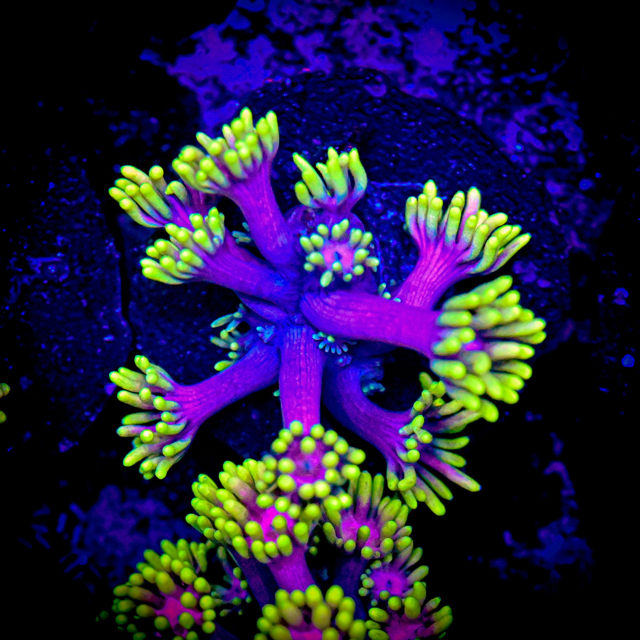 SBB Care Bear Goniopora