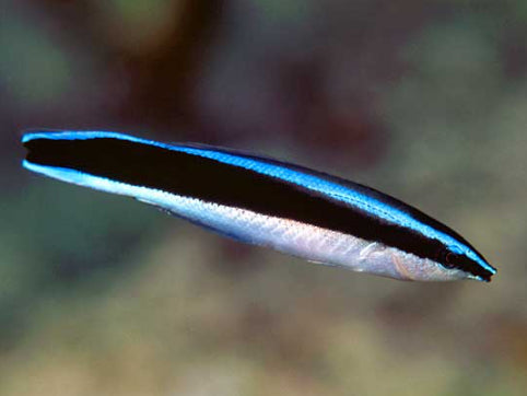 Cleaner Wrasse