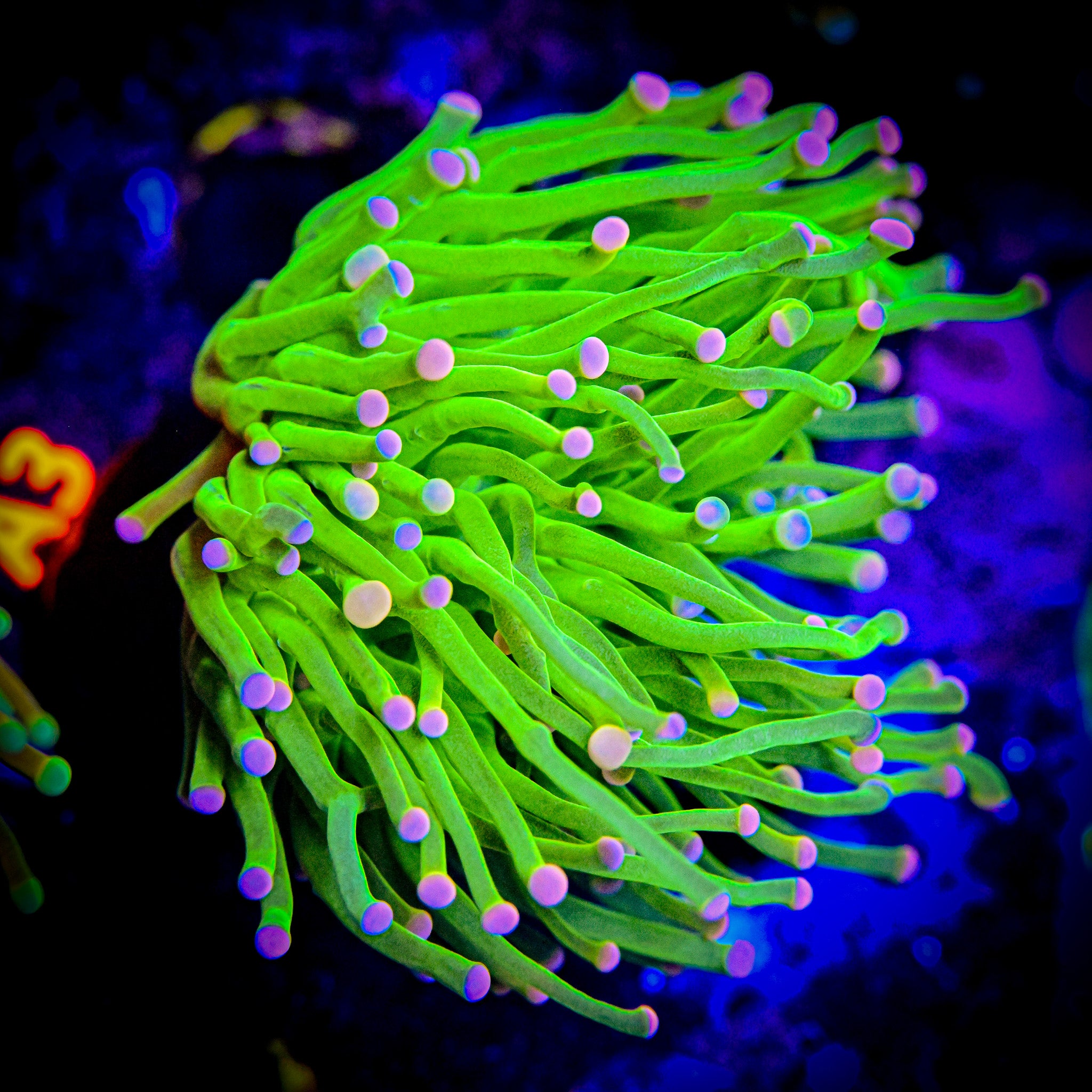 RC Cotton Candy Grail Torch