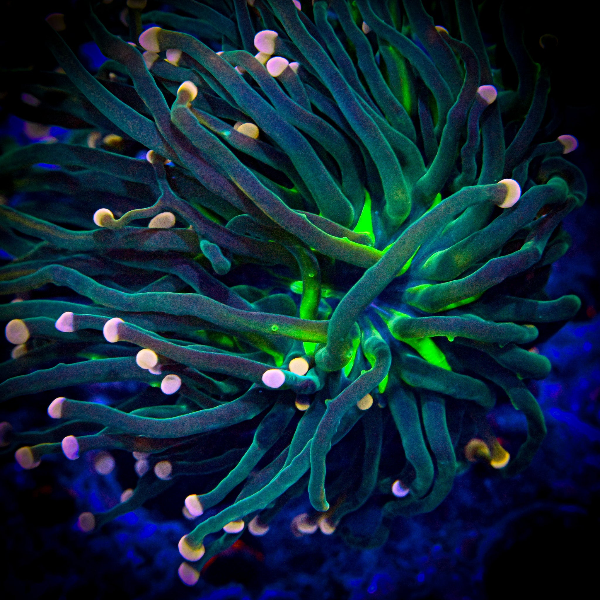 RC Cotton Candy Torch (Not Grail)