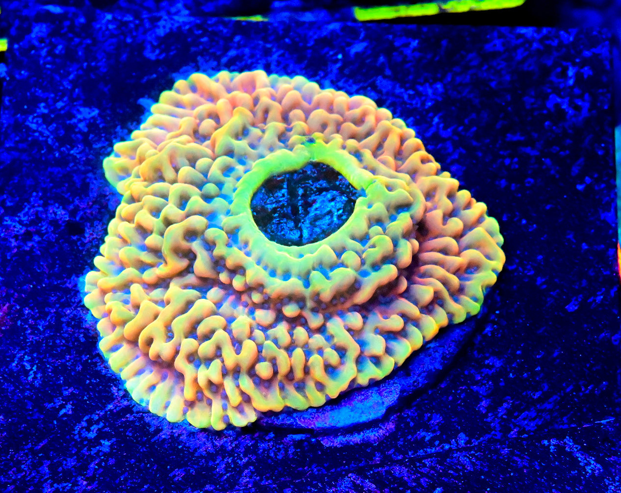 RC Crazy T Montipora Frag