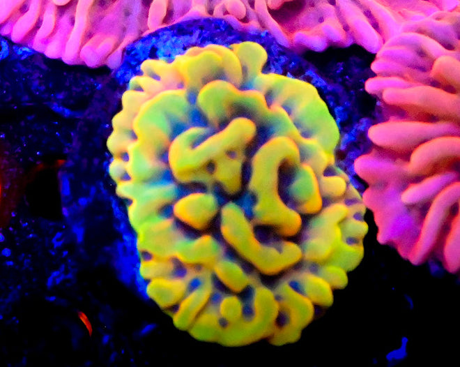 RC Crazy T Montipora Frag