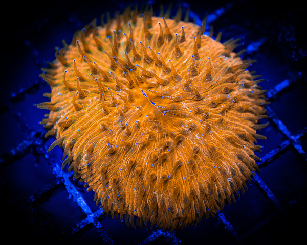 Large Orange Fungia Plate Coral WYSIWYG