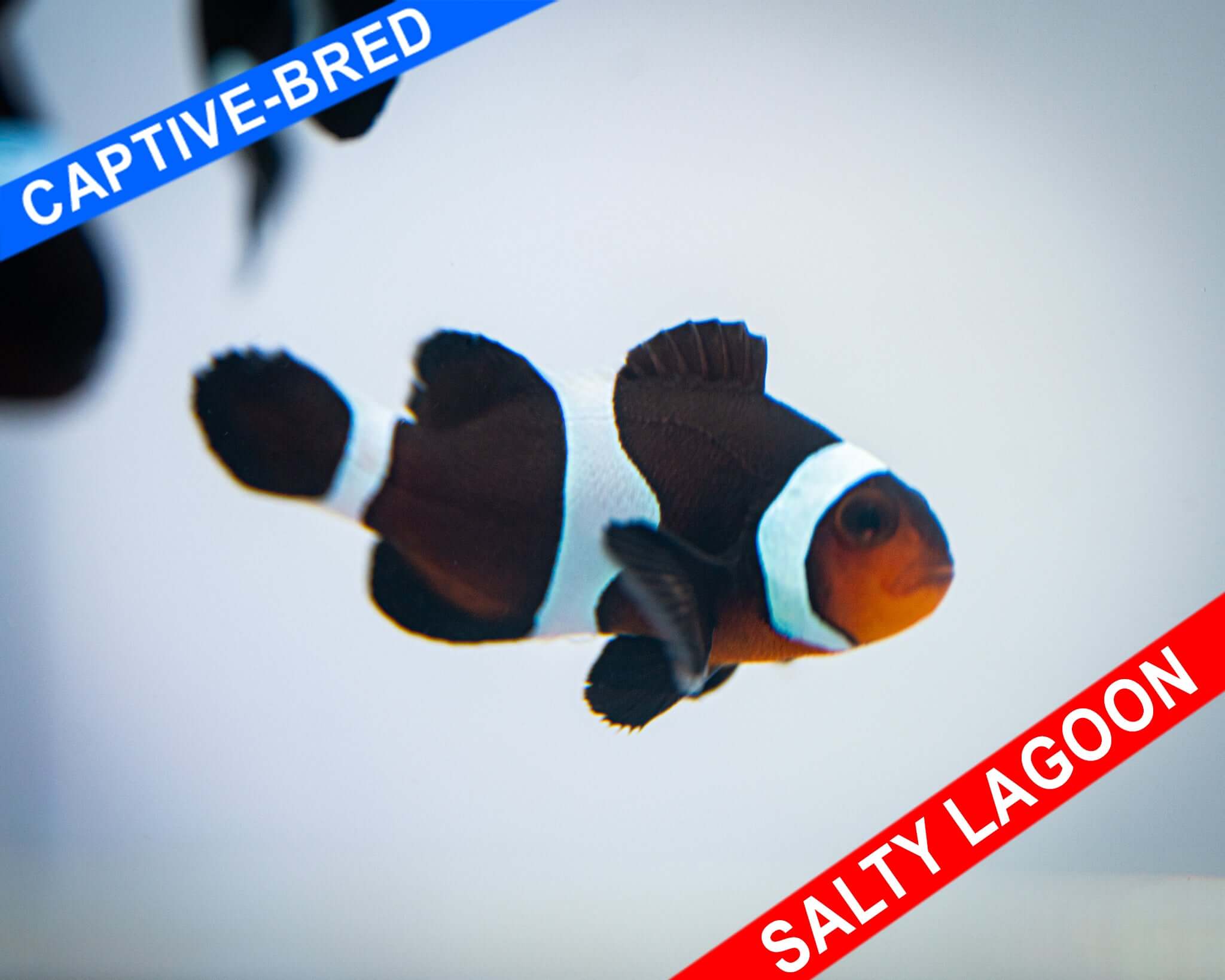 Captive Bred Black Darwin Ocellaris Clownfish (Quarantined)