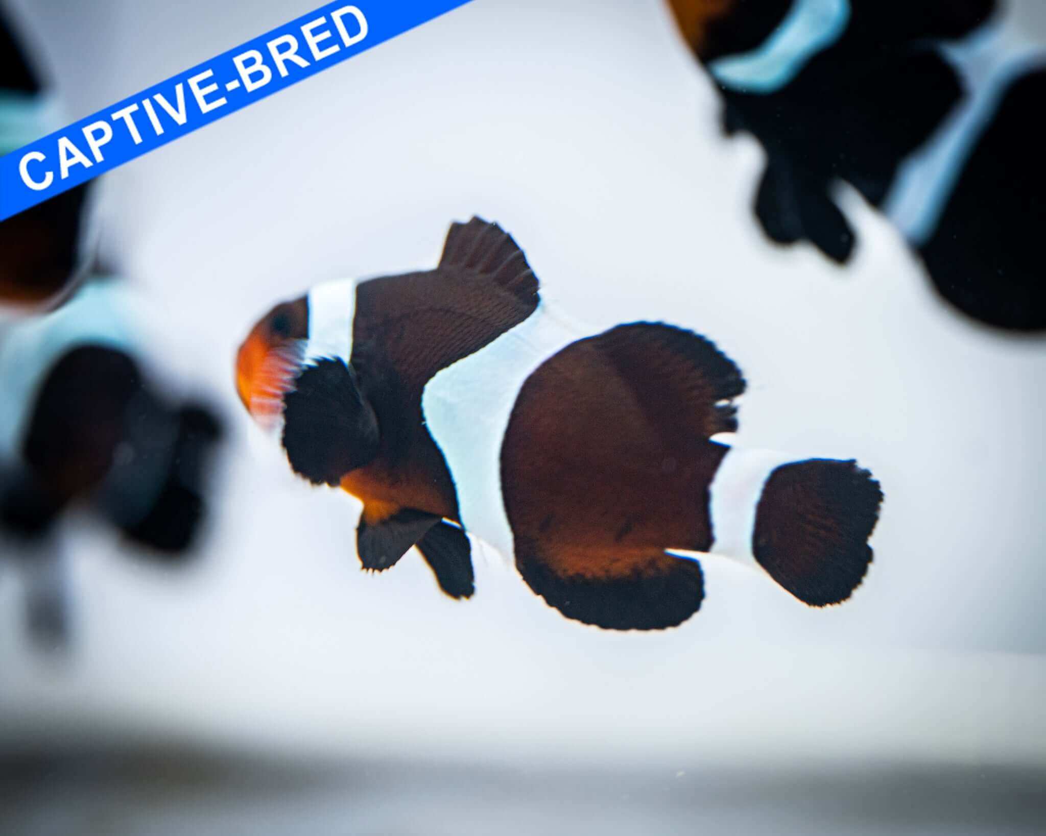 Captive Bred Black Darwin Ocellaris Clownfish (Quarantined)