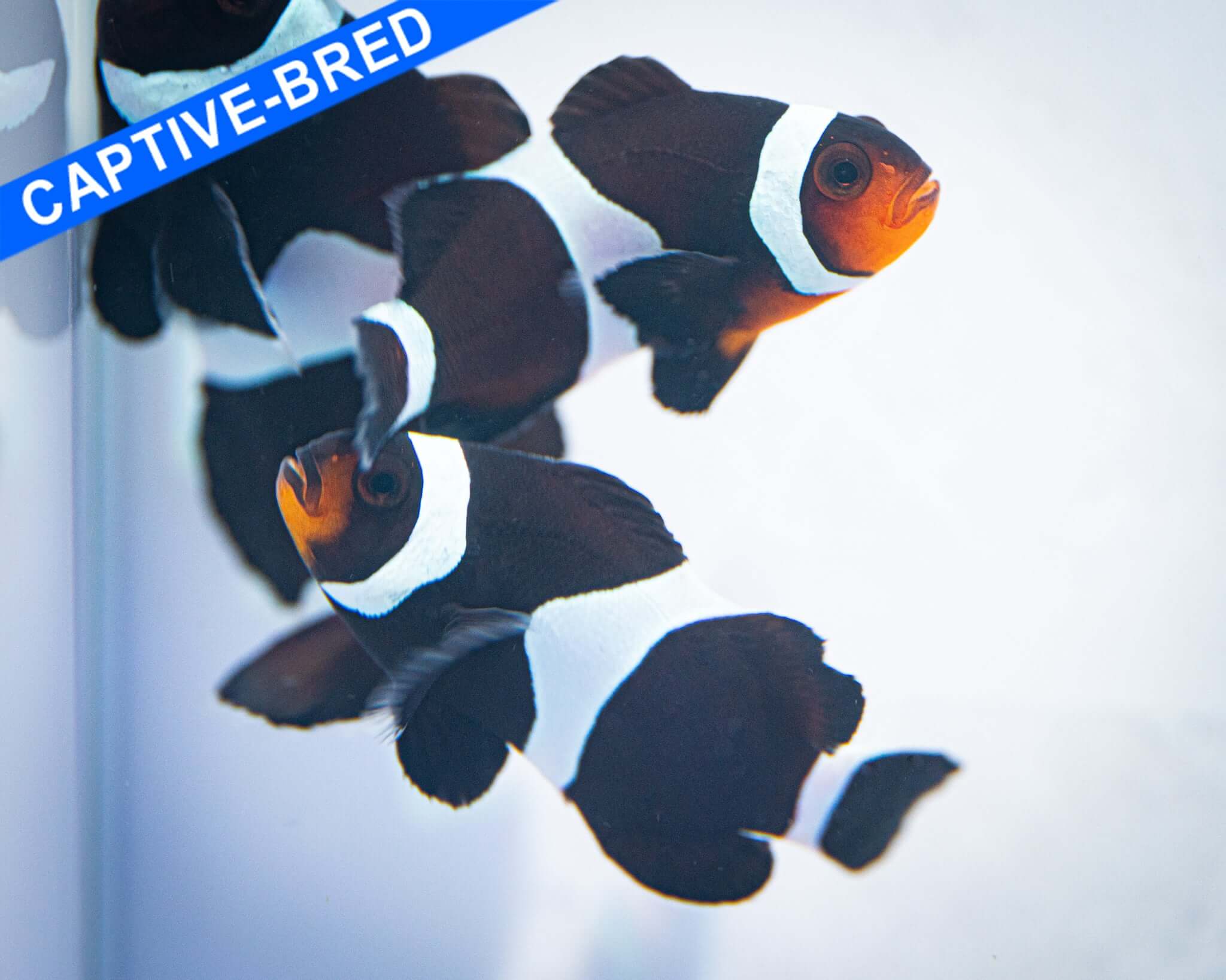 Captive Bred Black Darwin Ocellaris Clownfish (Quarantined)