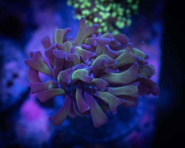 Branching Bi-Color Hammer WYSIWYG