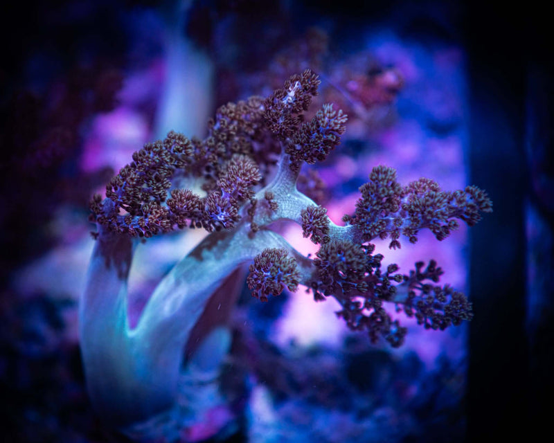 Kenya Tree Frag