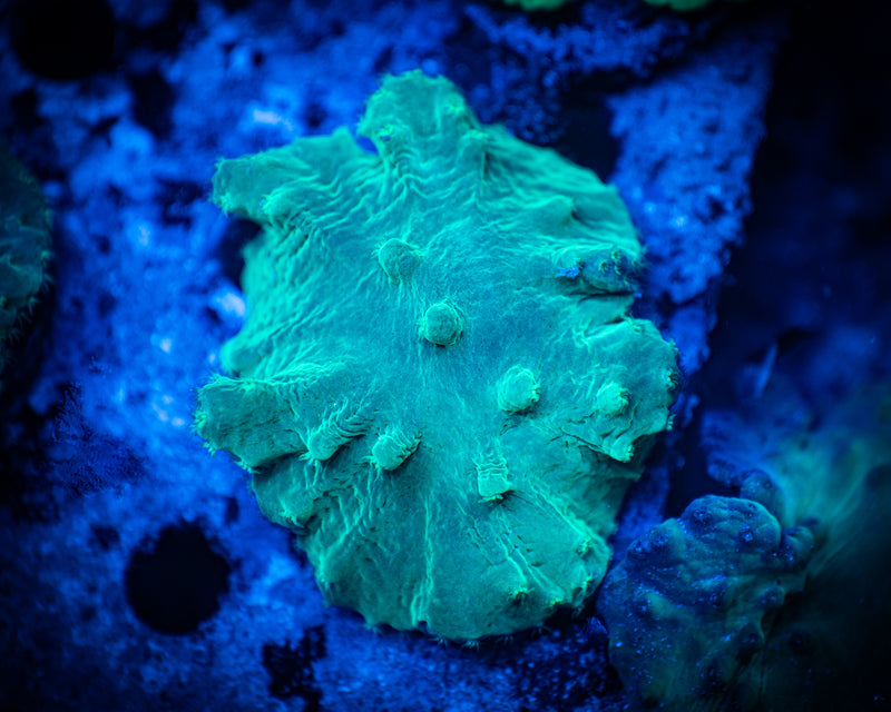 Green Cabbage Leather Frag