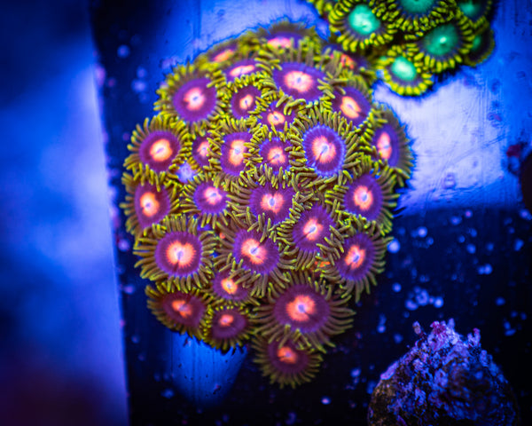 Sweet Tooth Zoanthid Large Frag