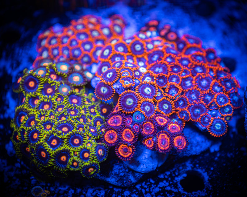 Multi Color Zoanthid Colony WYSIWYG
