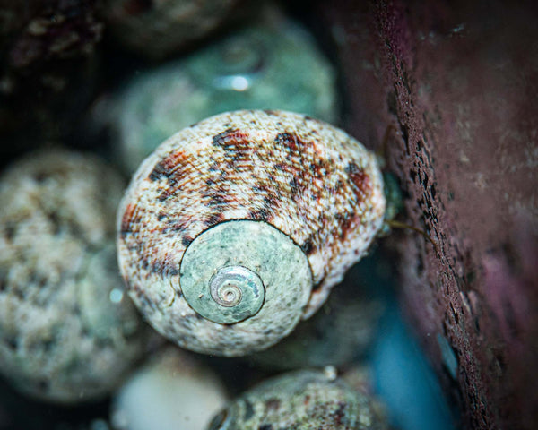 Tropical Turbo Snail