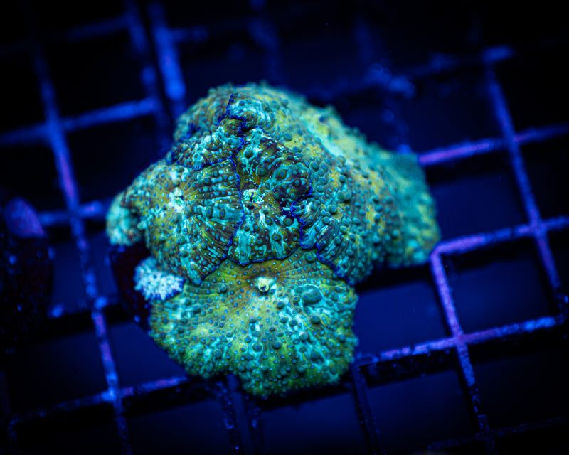 Outer Space Discosoma Mushroom