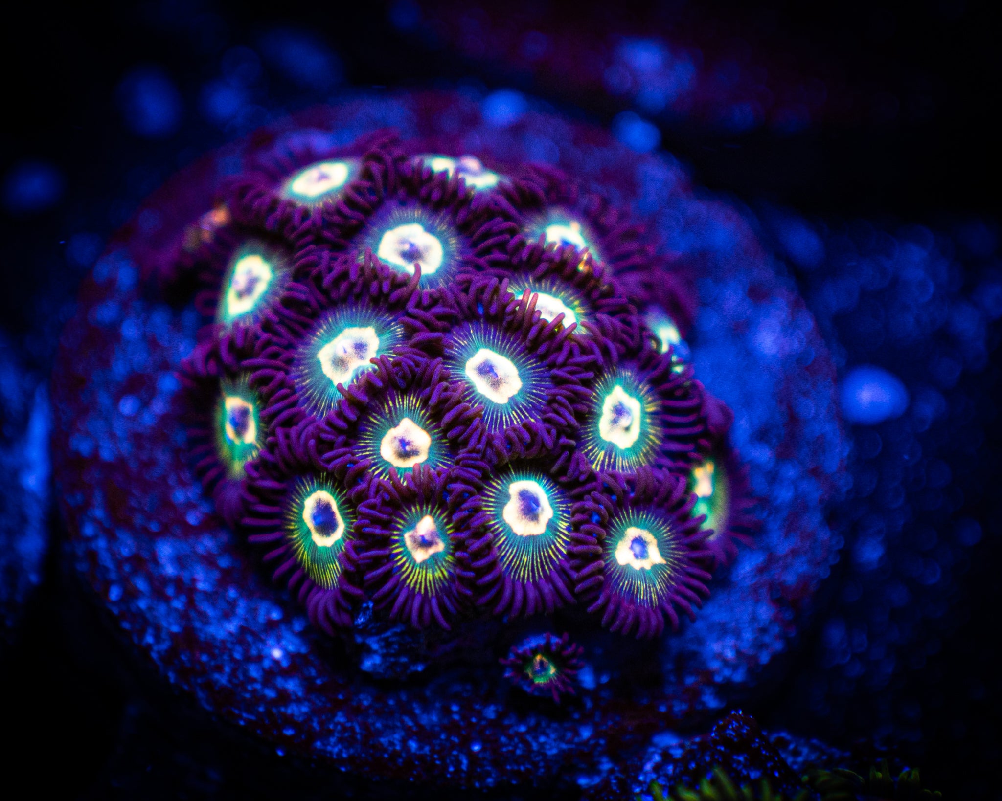Reef Chasers | Buy Corals Online | Buy Poison Ivy Zoanthid Large Frag ...