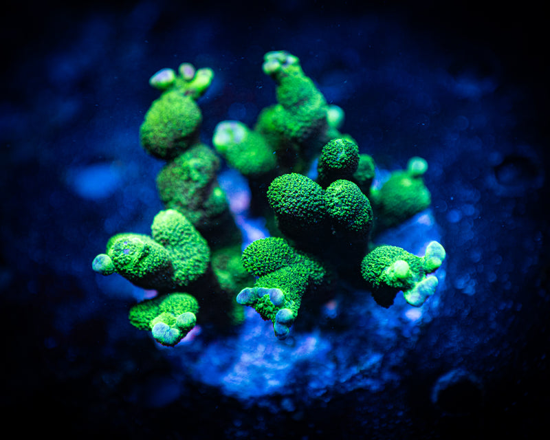 Neon Green Montipora Digitata Colony WYSIWYG