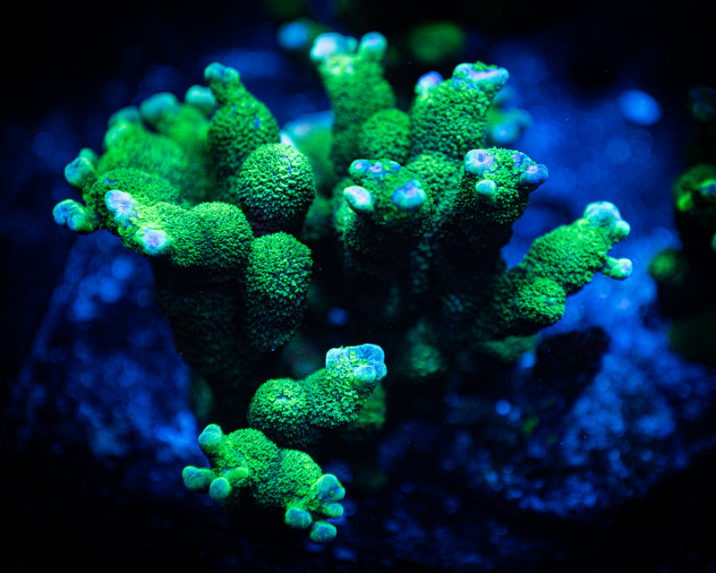 Neon Green Montipora Digitata Colony WYSIWYG