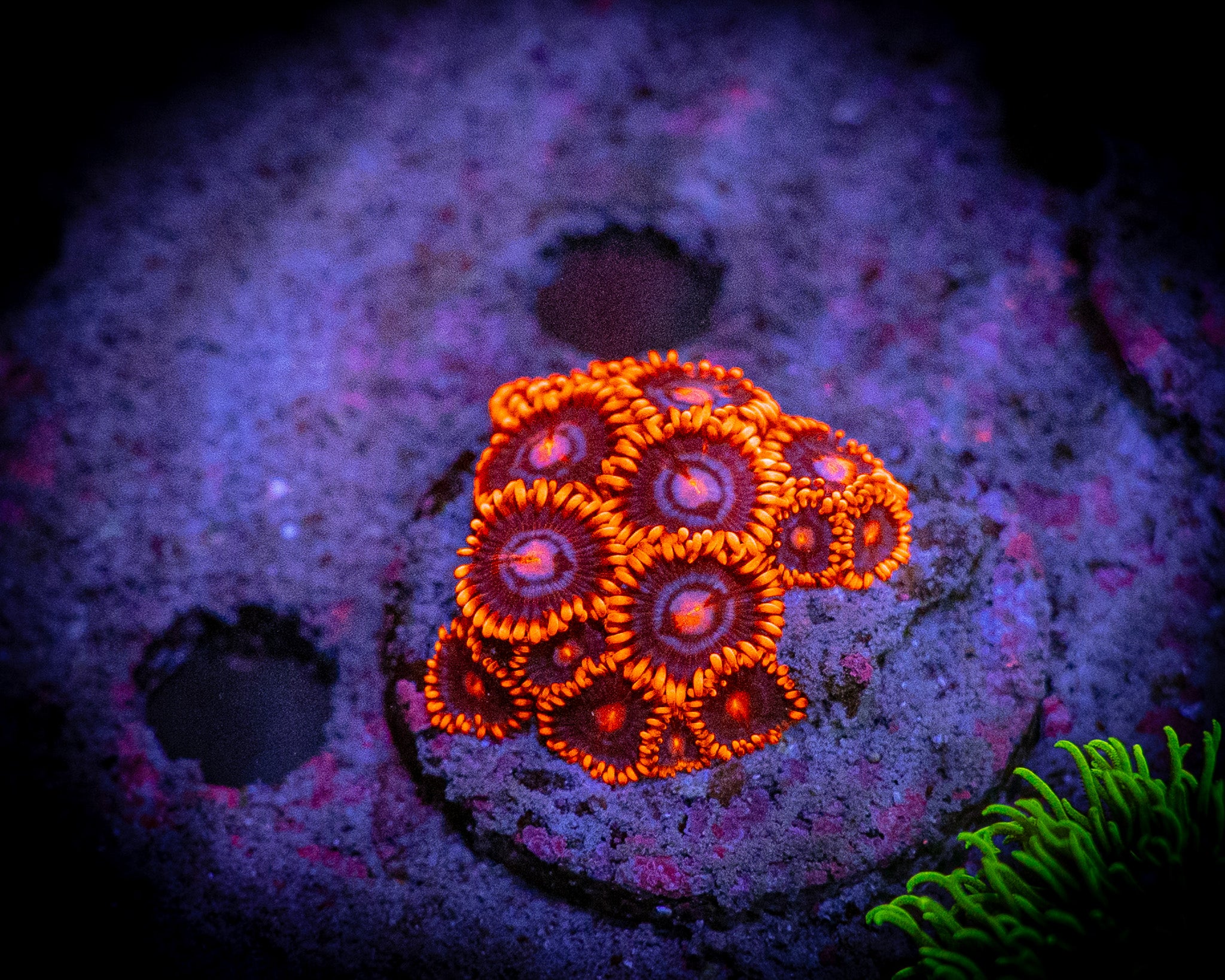 RC Clementines Zoanthid Frag