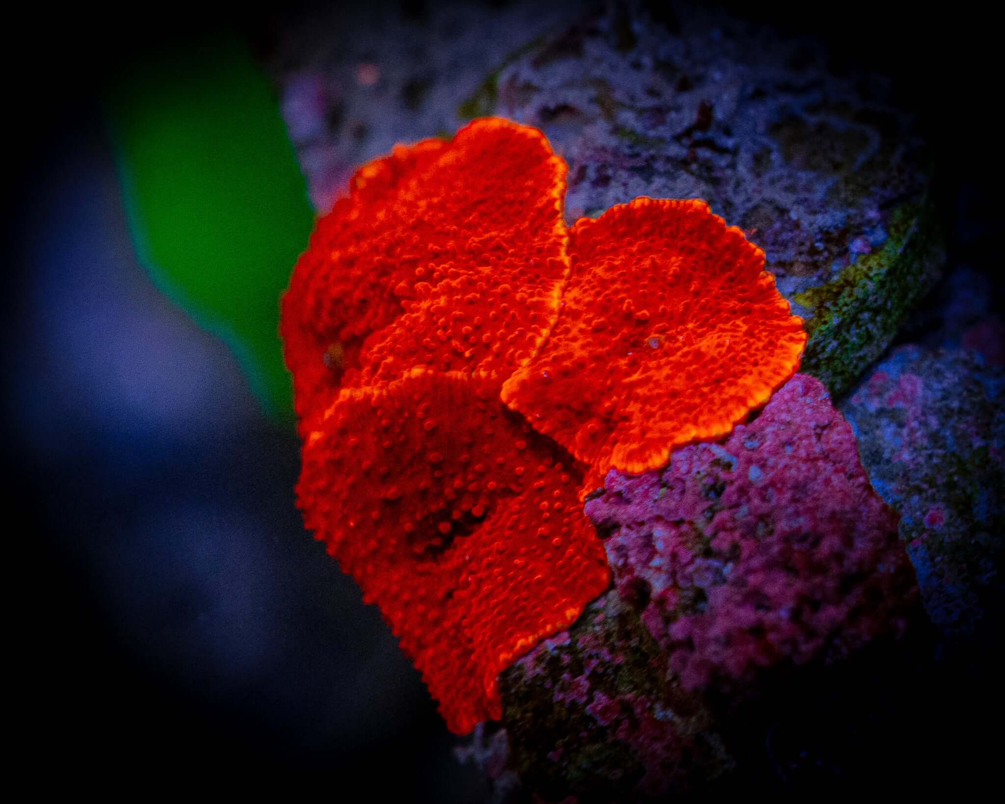 Red Discosoma Mushroom