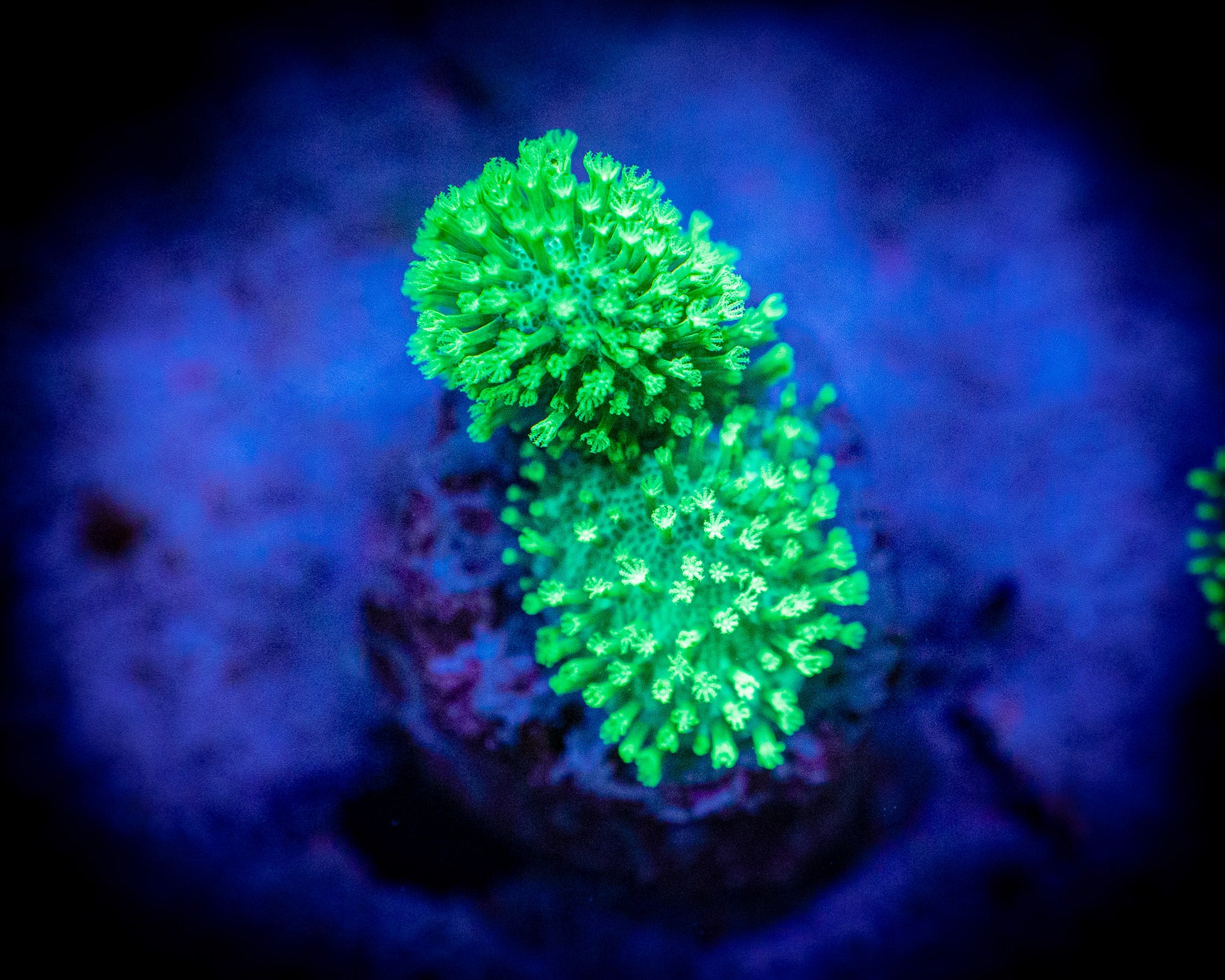 Neon Green Toadstool Leather Frag