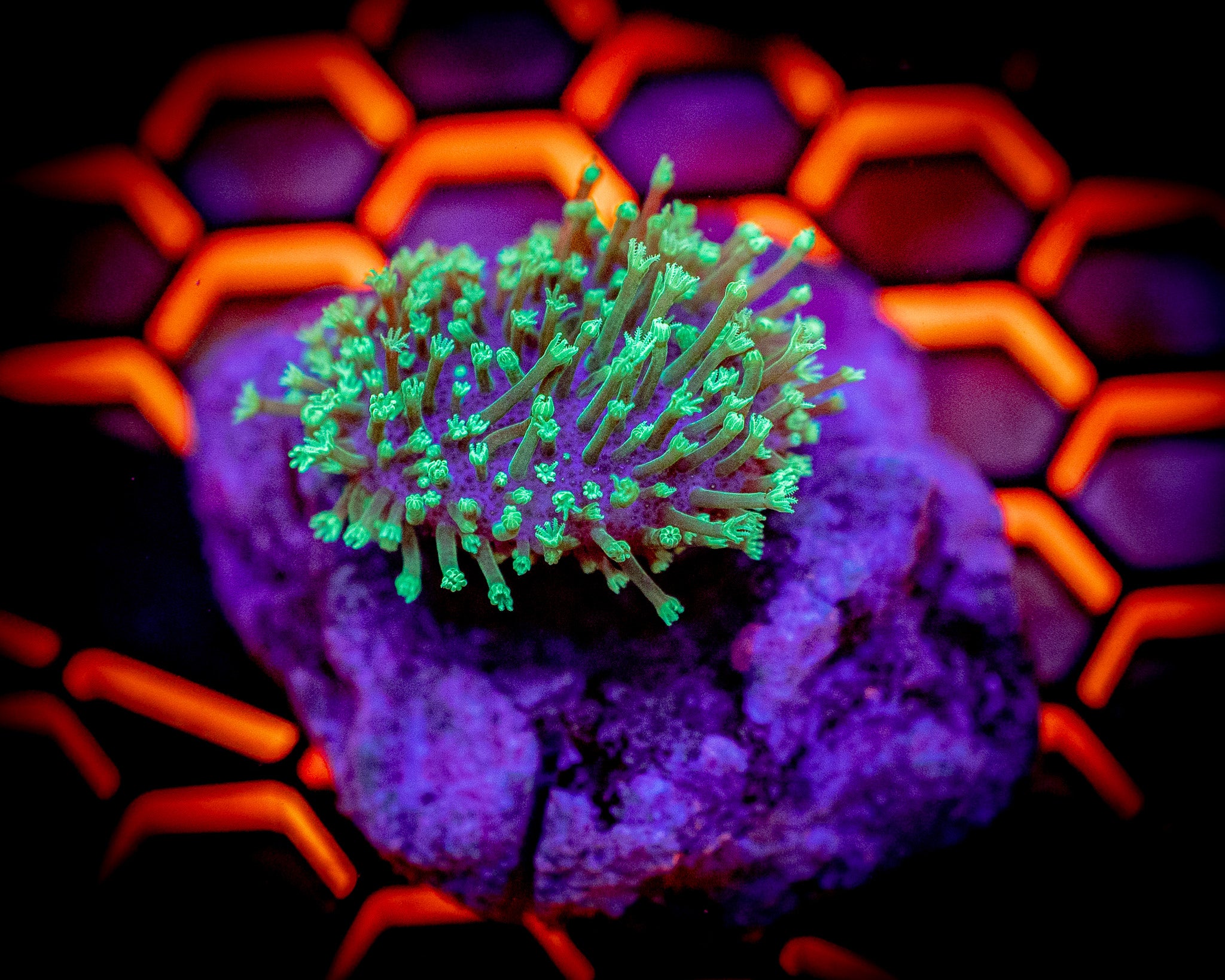Neon Green Toadstool Leather Frag