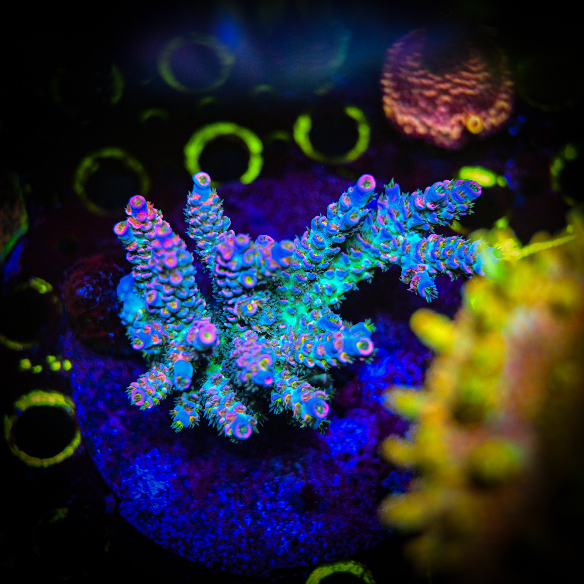 RC Stargazer Acropora *CUT TO ORDER*