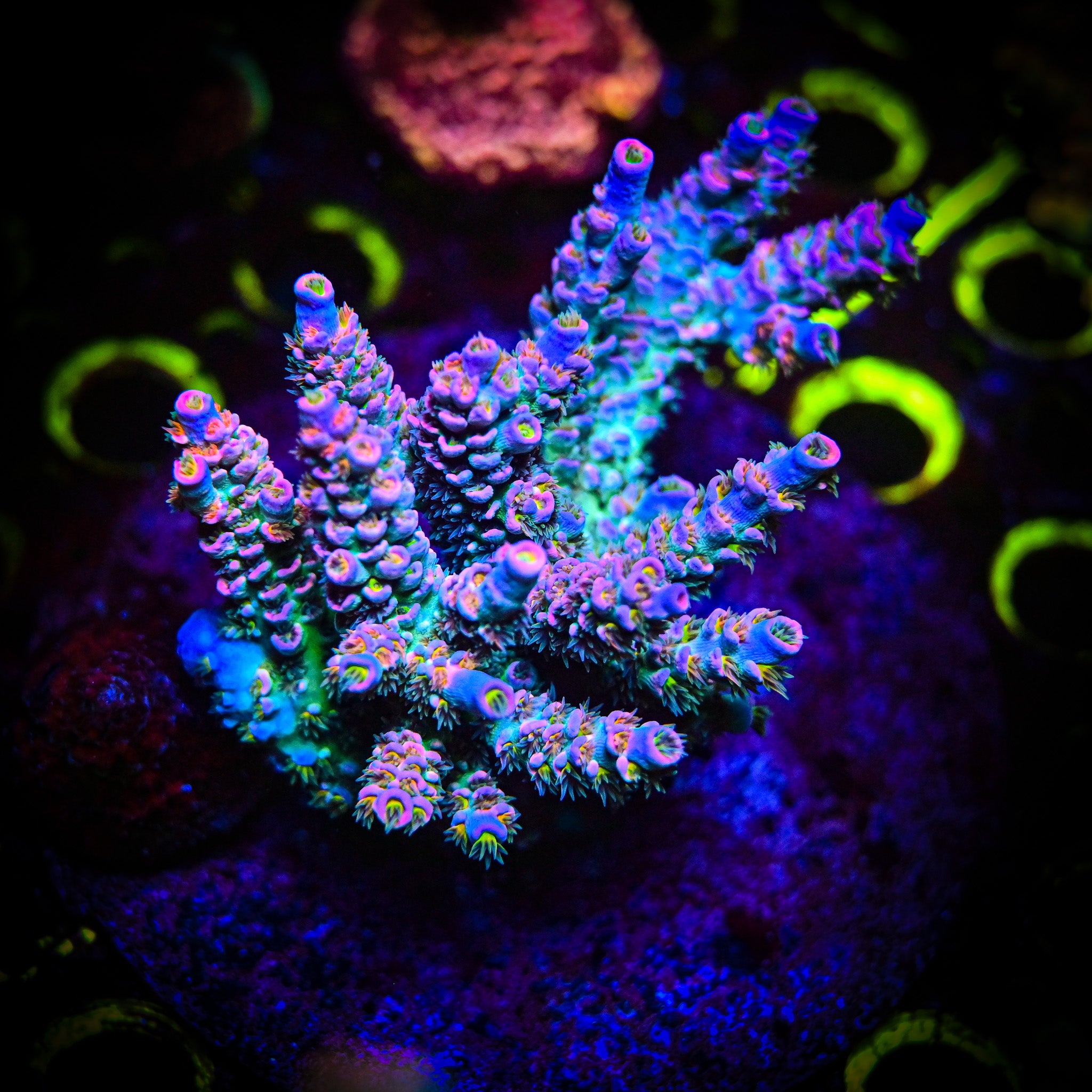 RC Stargazer Acropora *CUT TO ORDER*
