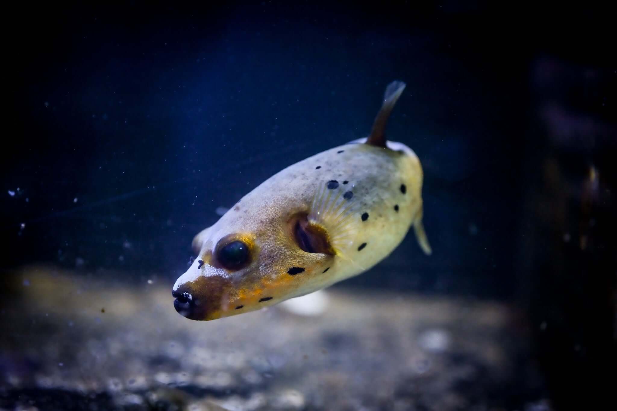 XL Yellow Belly Dogface Puffer *ULTRA YELLOW*